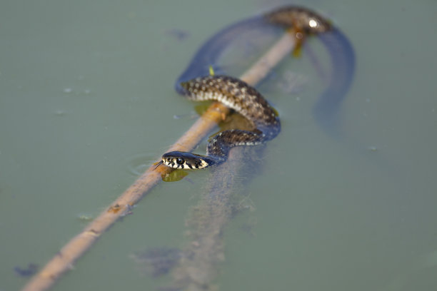 natrix