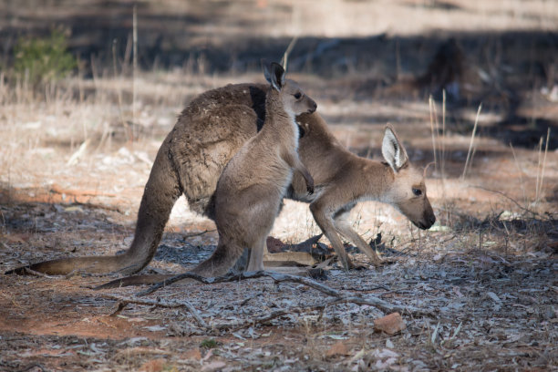 kangaroo