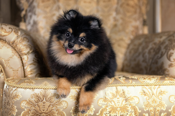 pedigree