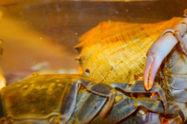crustacean
