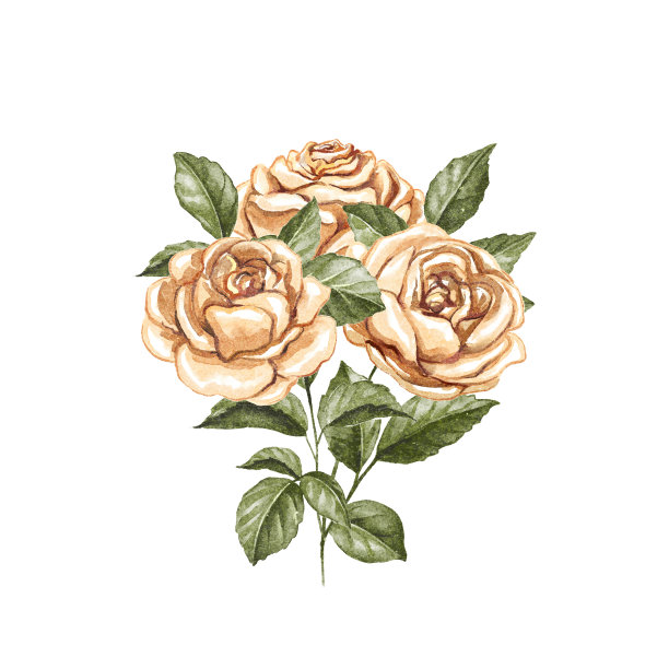 玫瑰 手绘花