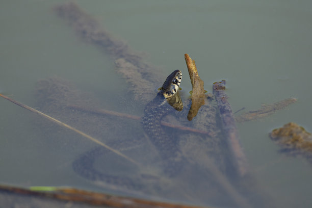 natrix