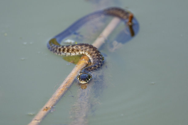 natrix