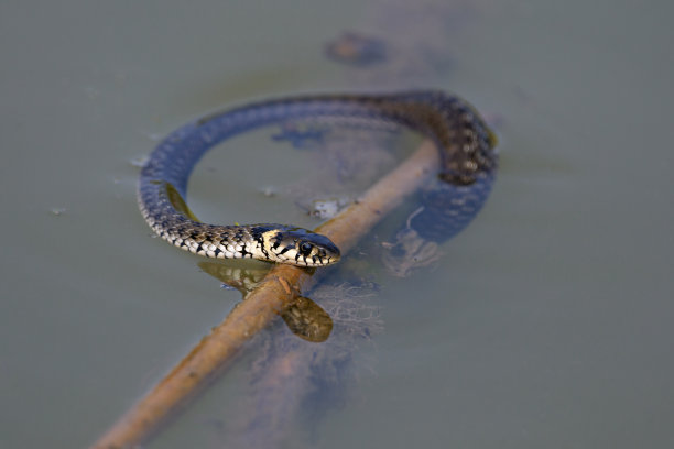 natrix