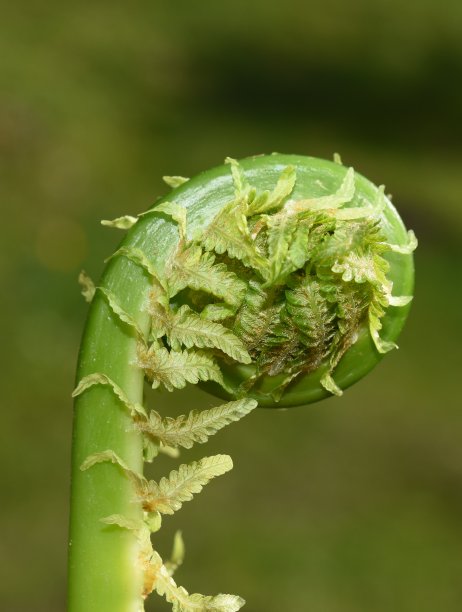 fiddlehead