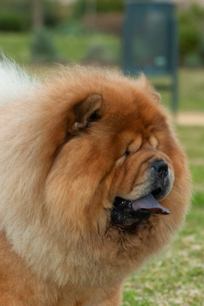 chow