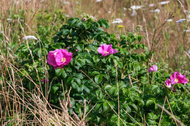 rugosa
