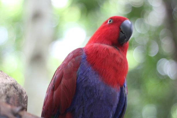 eclectus