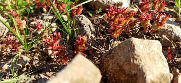 sedum