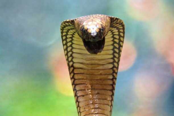 cobra