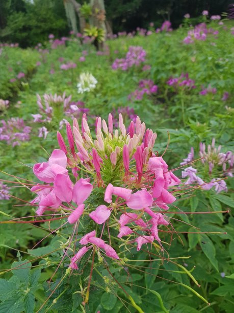 cleome