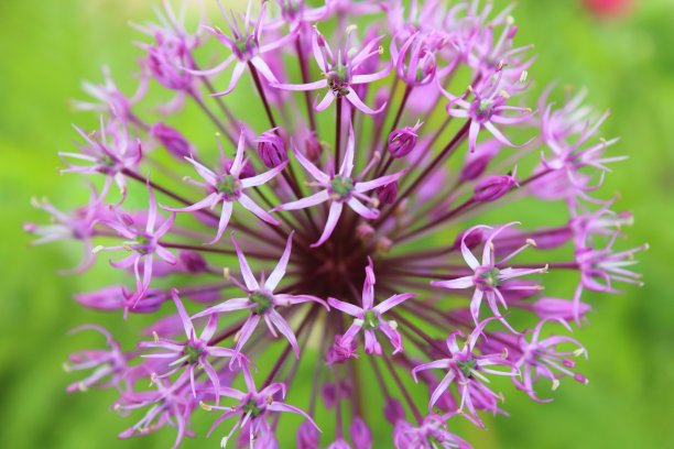 精美紫色绿色圆形花纹图案