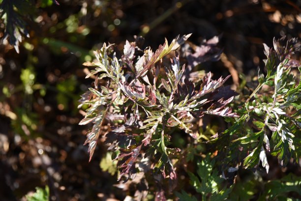wormwood