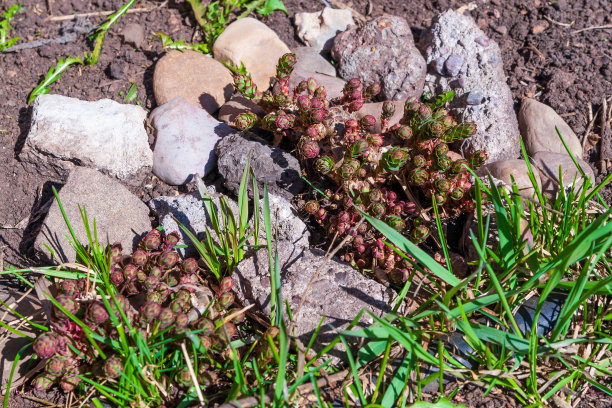 rhodiola