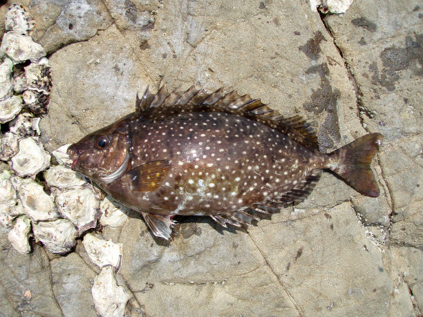 rabbitfish