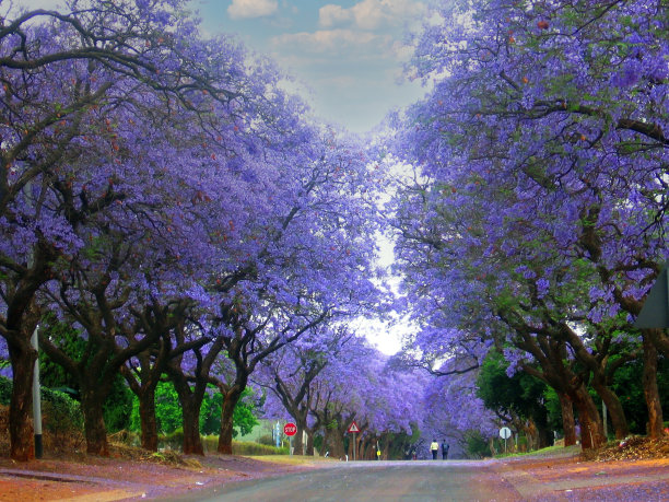jacaranda