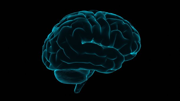 cerebrum