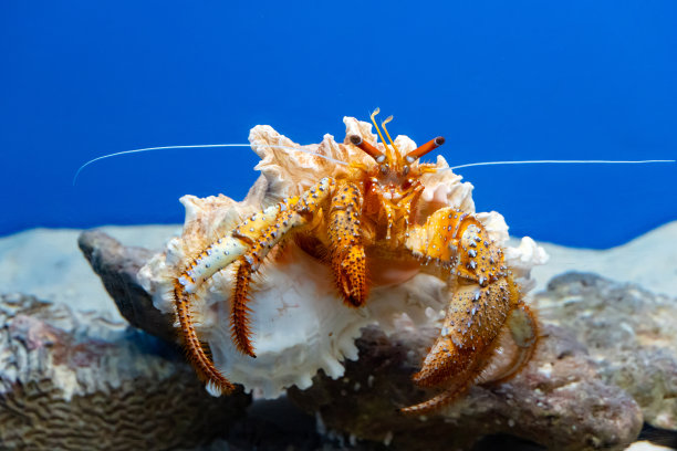 crustacean