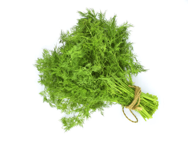 fennel