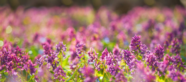 corydalis