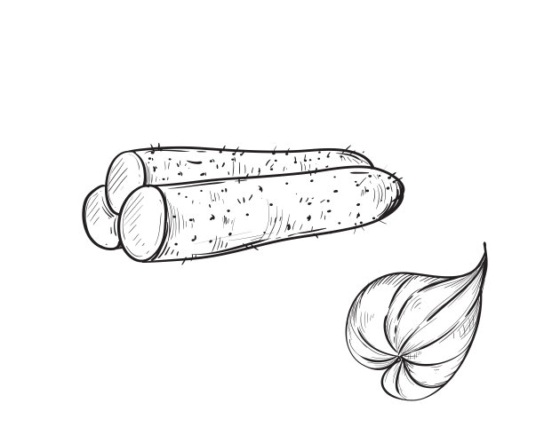 山药插画