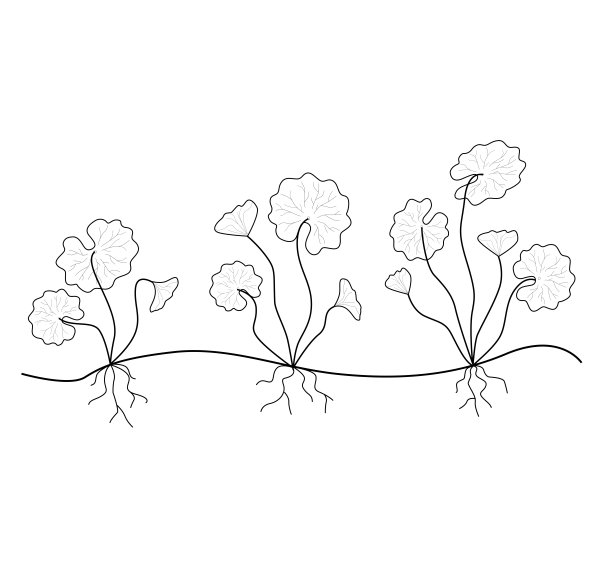花簇,叶子,植物