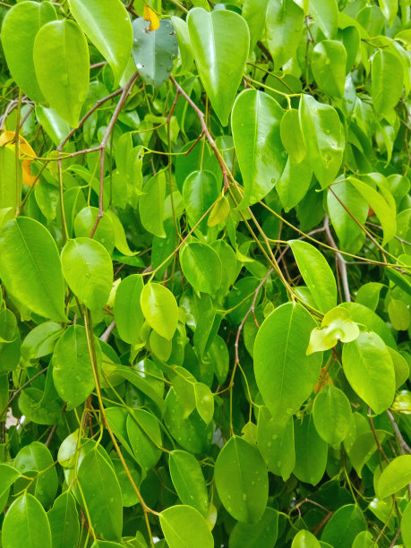 codiaeum