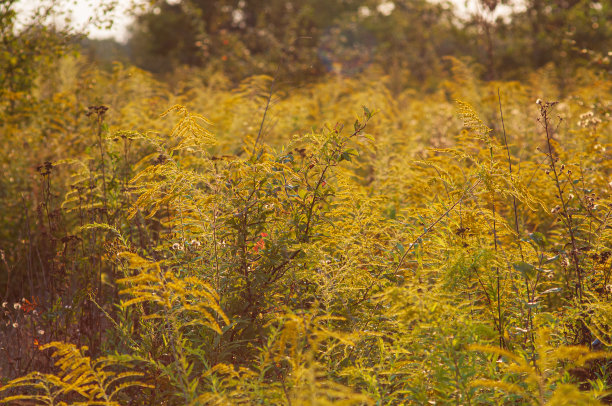 overgrown