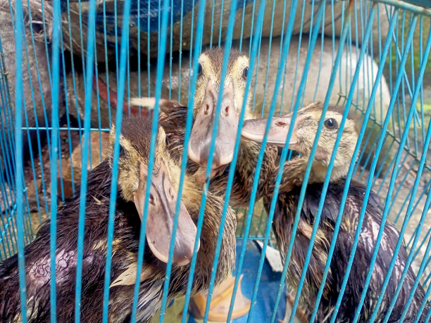 captivity