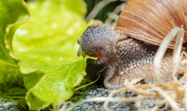 gastropod