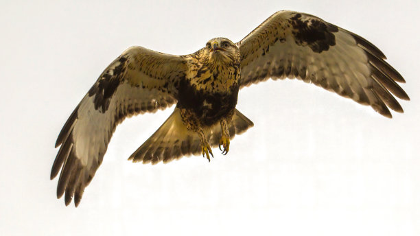 hawk