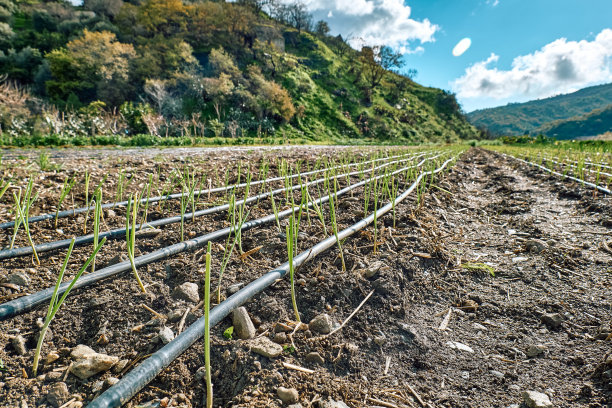 irrigation