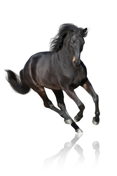 equus