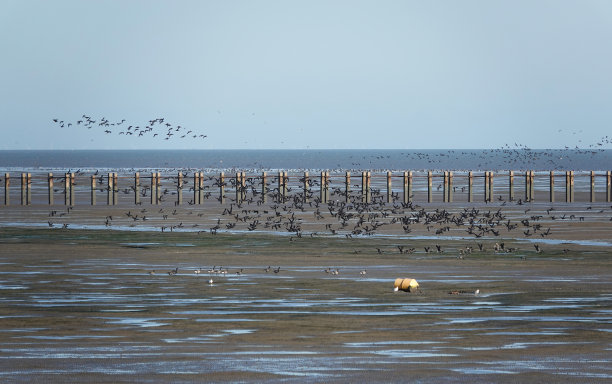 飞鸟蓝色大海壁纸