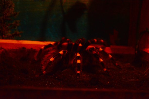 arachnid
