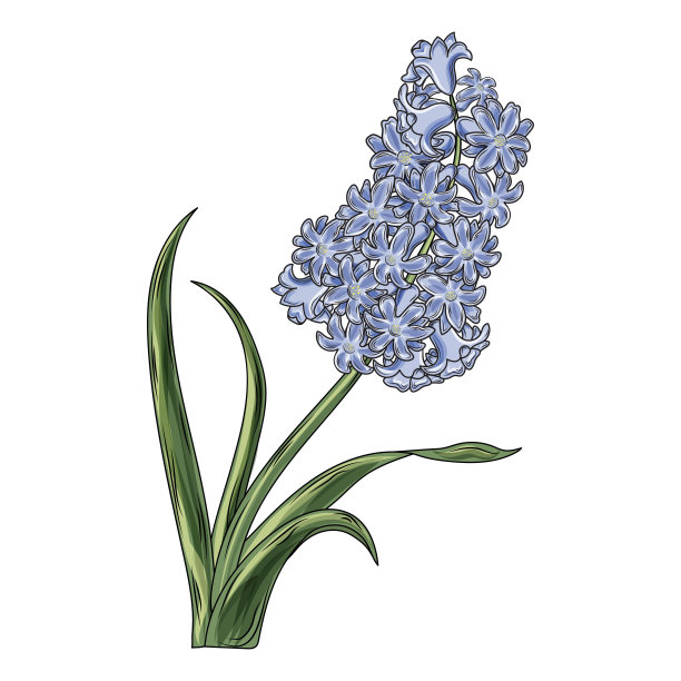 hyacinth