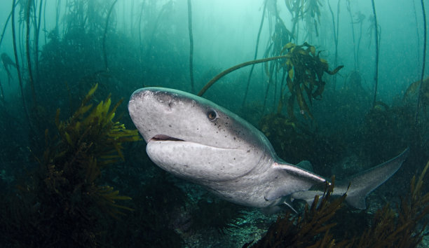 shark