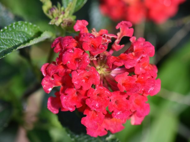 lantana