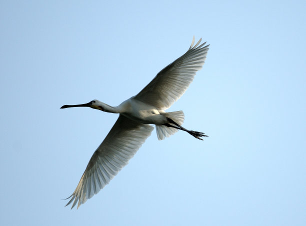 spoonbill
