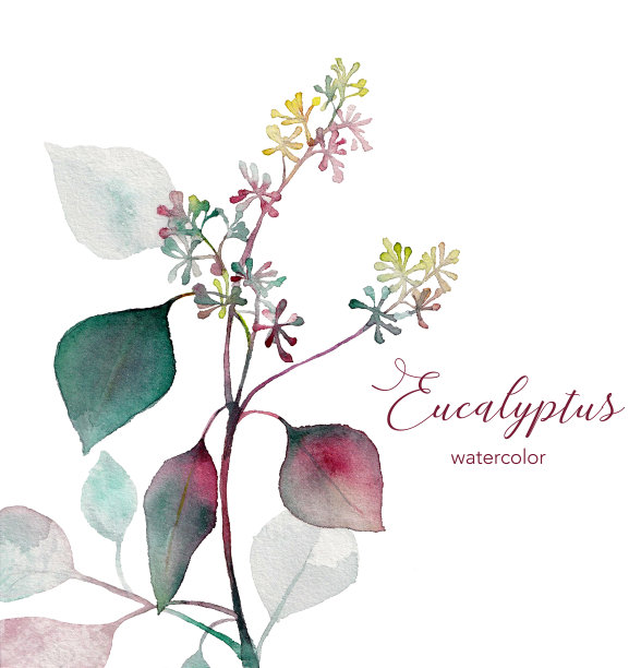 植物学,叶子,植物