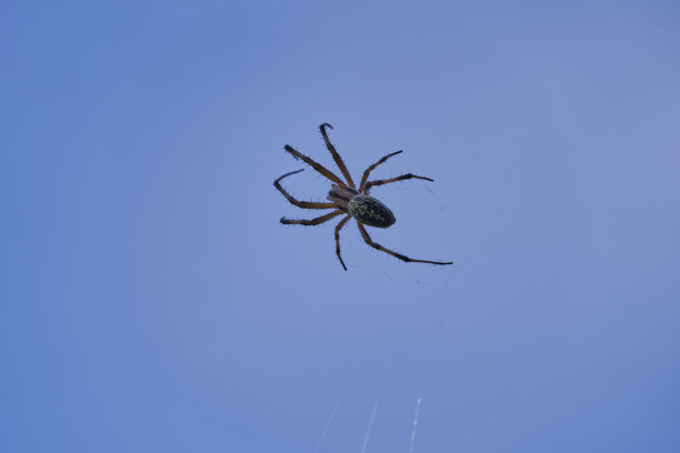 arachnid