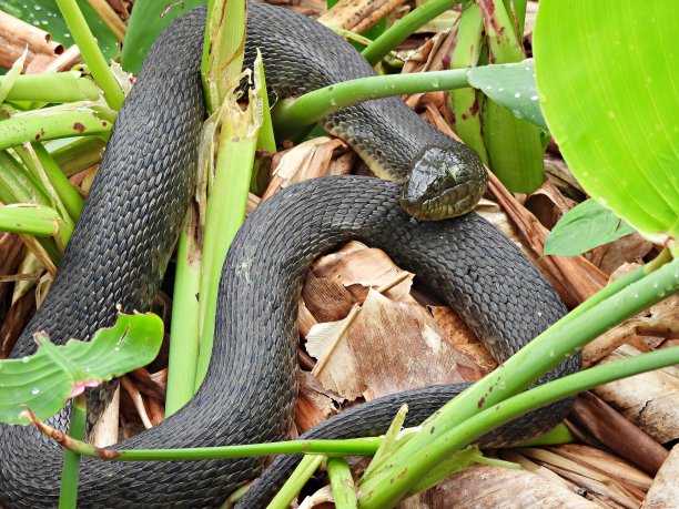 natrix