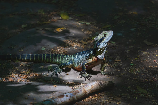 physignathus