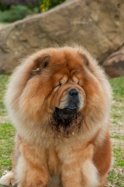 chow