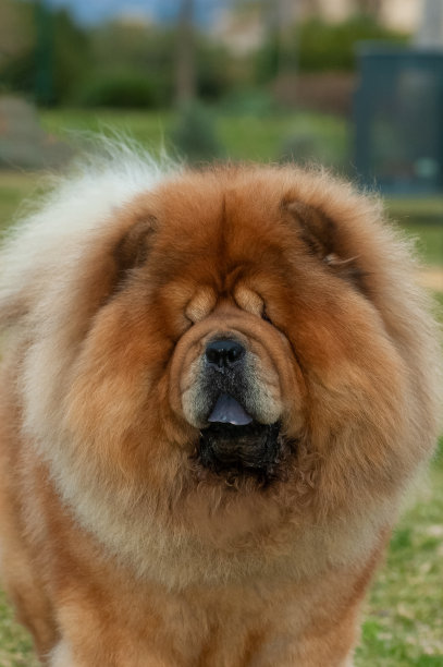 chow