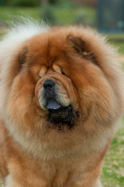 chow