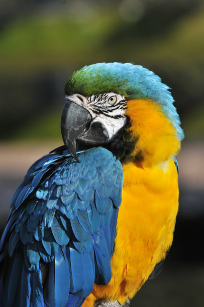 macaw