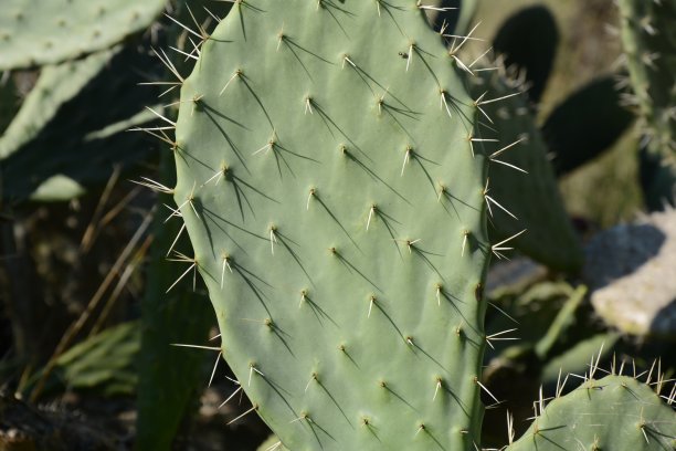 saguaro