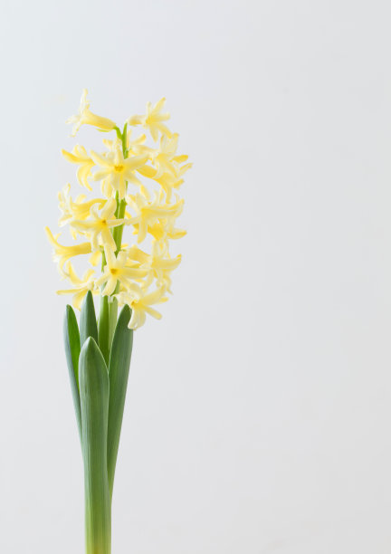 hyacinth