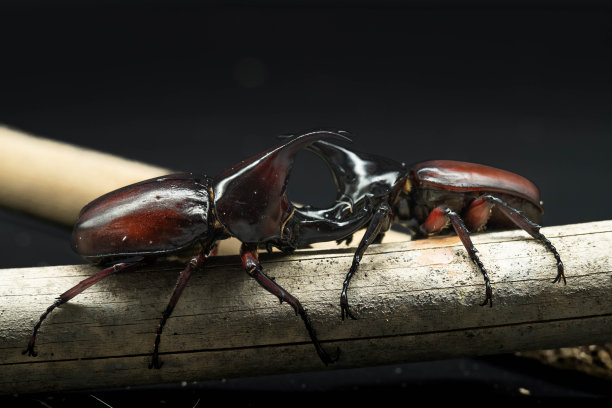 arthropod